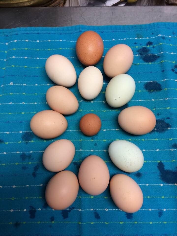 Yesterday’s egg crop. Sure would liked to have seen the hen that laid the little one.