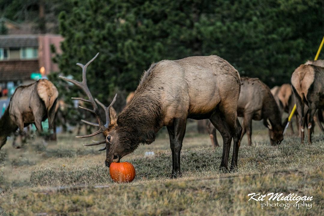 Happy Halloween! Picture taken a few years ago in Estes Park. There was a very unhappy young boy who watched the bull elk eat his jack-o-lantern.
