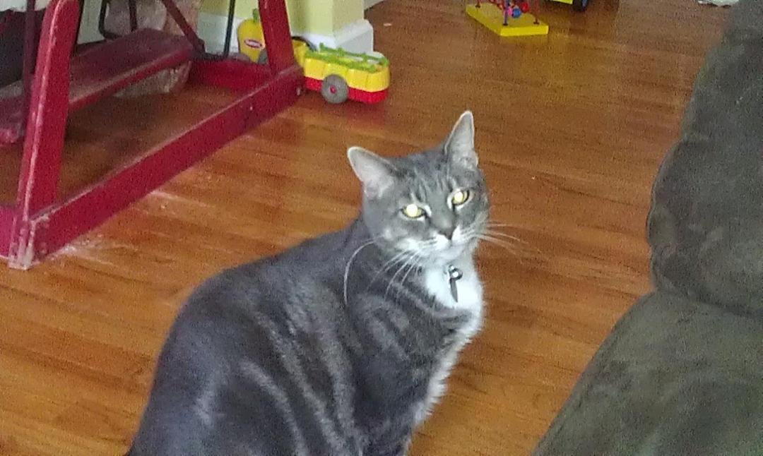 Picture of our cat Gabby