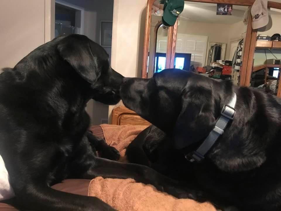 Murray & Murphy...brotherly love ❤️!