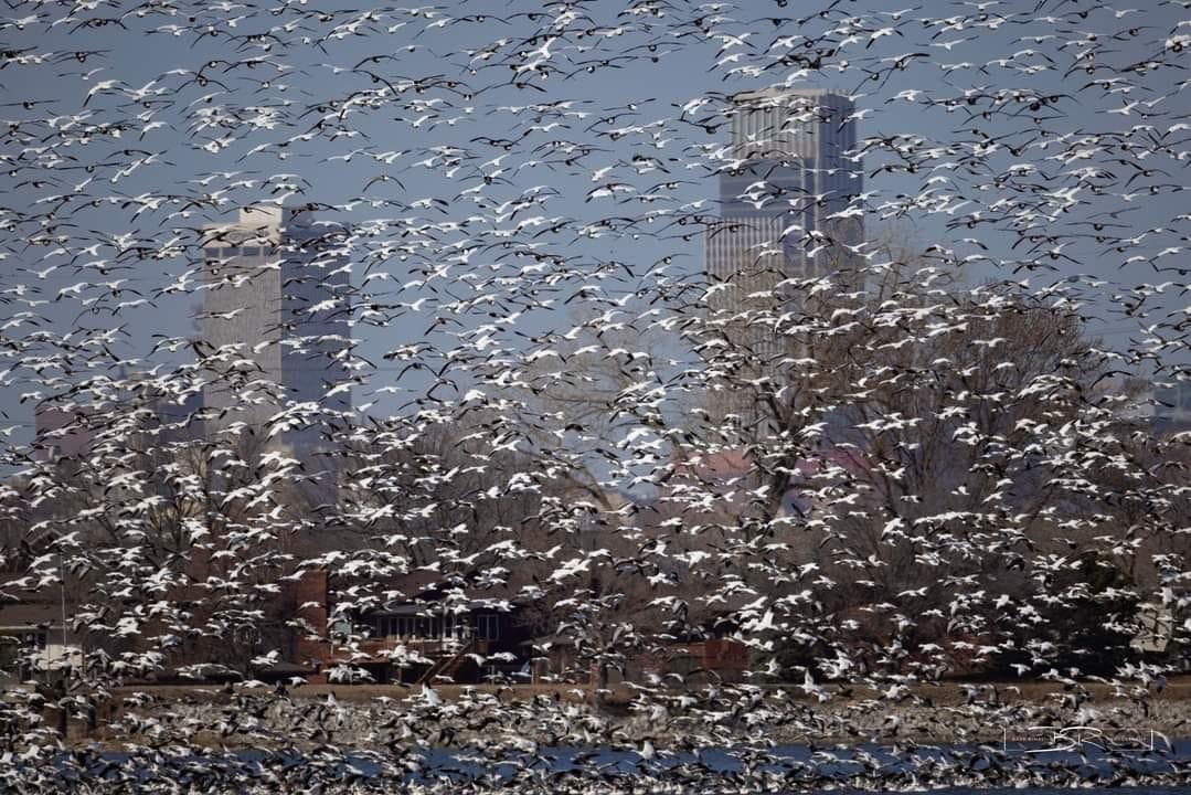 On the way home from the car wash, a flock of birds flew over me 😩
