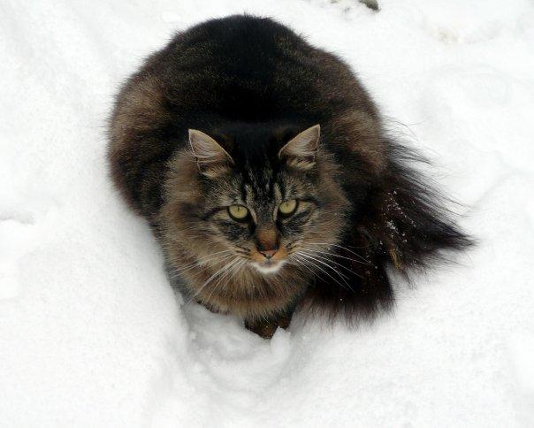 Here is BLITZ enjoying a snowy blanket. Still Dec 2008.