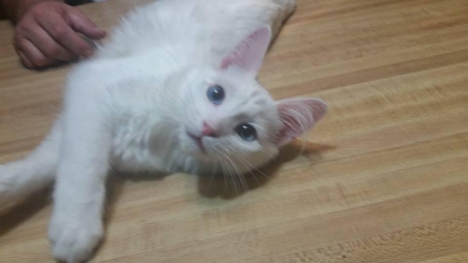 Saturday night at Mom's house playing zilch and Pierre decided he wanted to play .lol I love his beautiful blue eyes...
