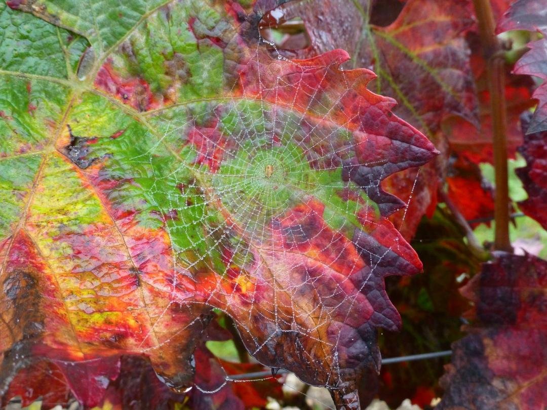 More of natures art.  You do like spiders don't you ?