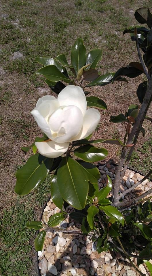 First bloom