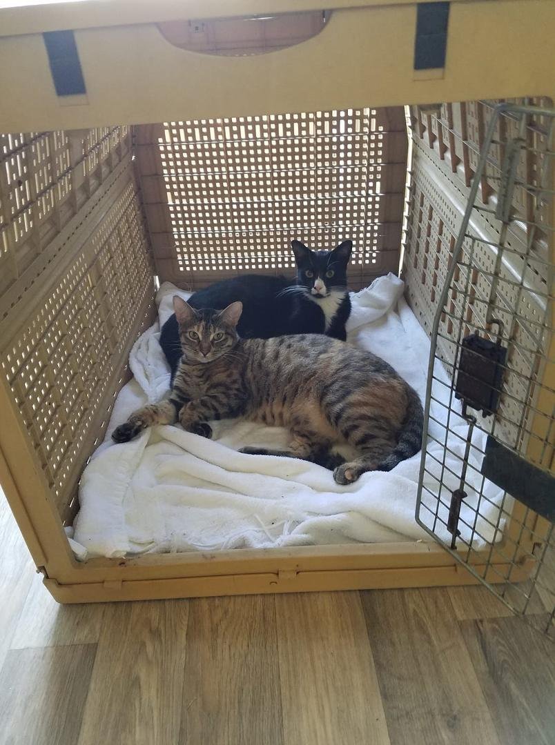 Getting comfortable with the crate before we head to the vet in a few hours.   He he he lol