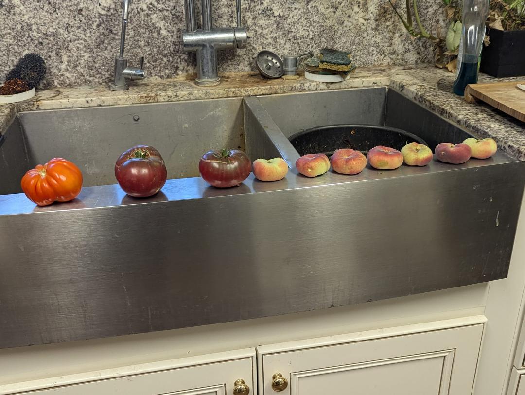 Just picked a couple purple tomatoes. They look delicious. Peach trees producing like mad but the birds are attacking them in droves. The red tomato you see was picked mostly green. It'll be interesting to see how it tas