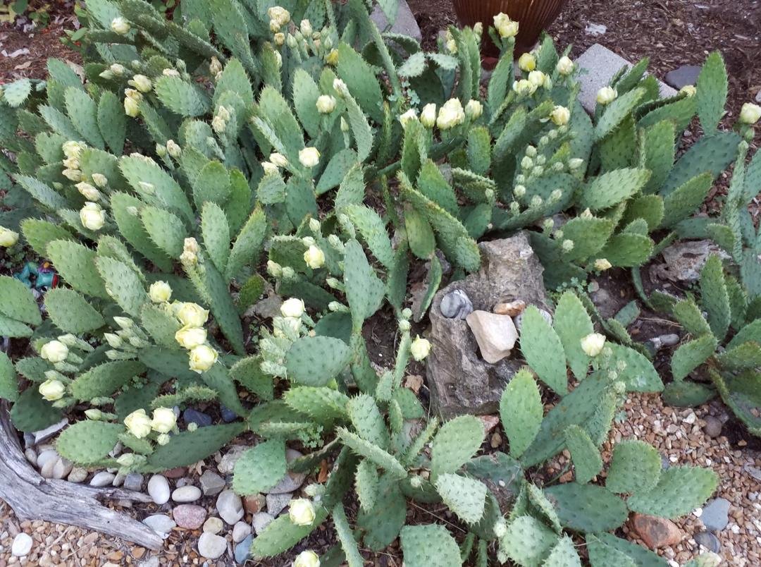 Never had such an amazing bloom of our Prickly Pear cactus.