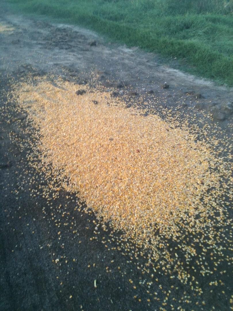 O no. Jeff gonna chew DA butt for spilling corn.