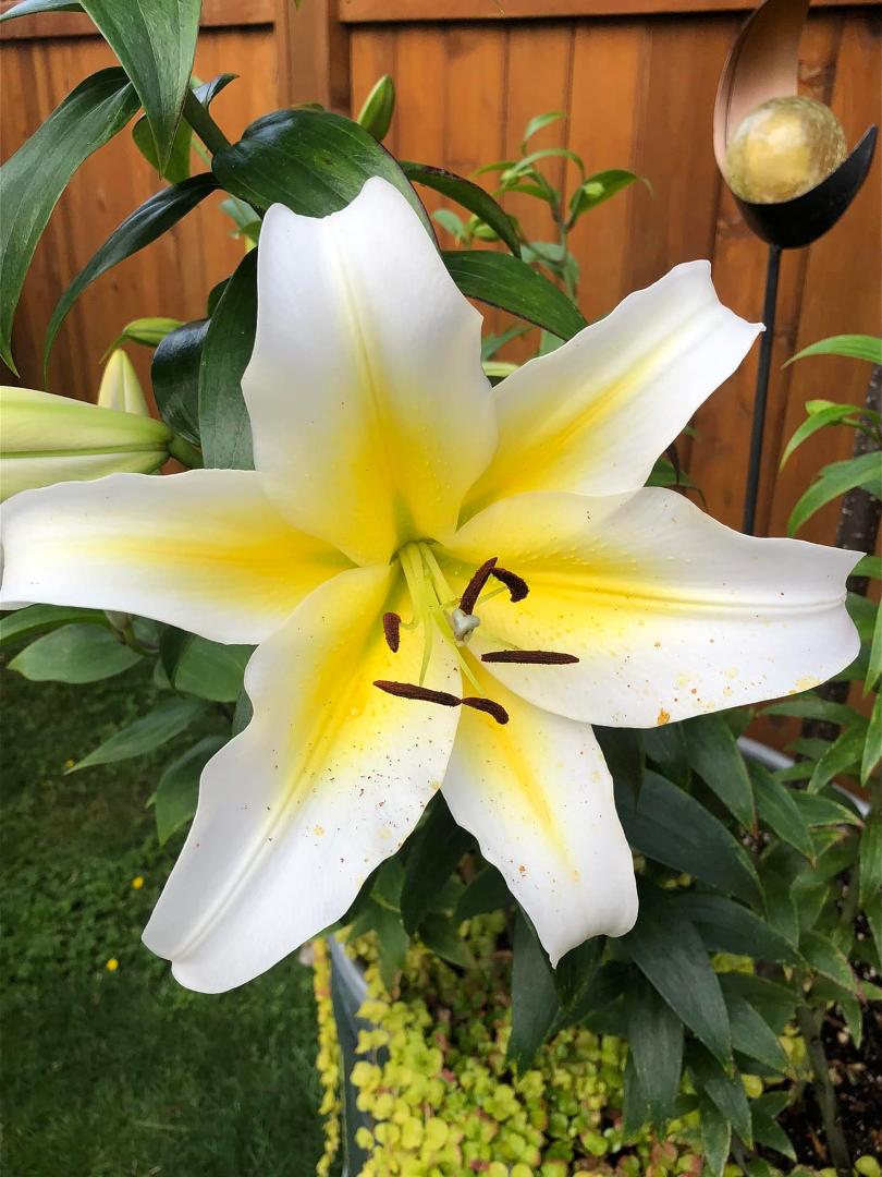 Joy Lynn's album, Mobile uploads