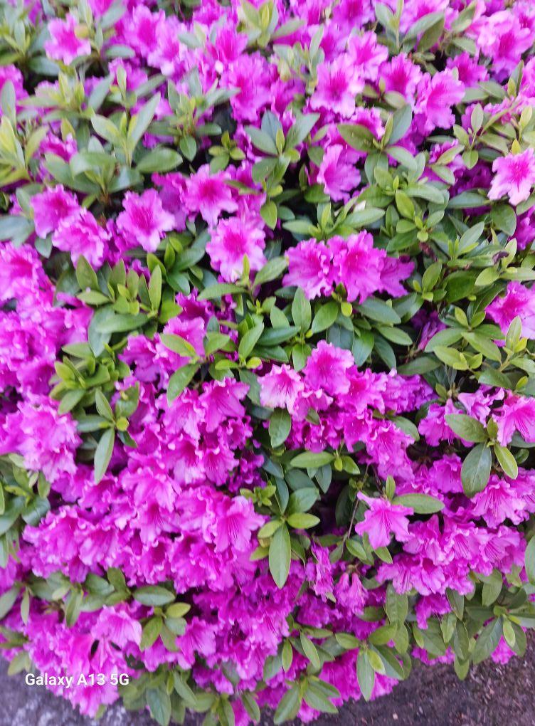 Purple flower bush I have no idea what these flowers are called but I thought it was pretty.
