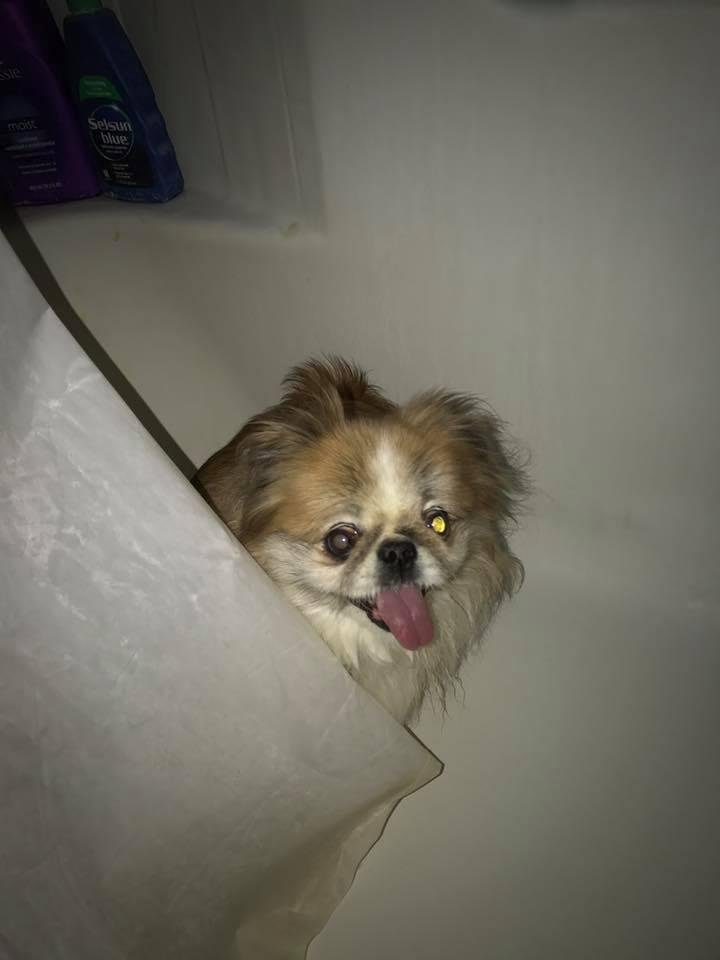 Molly in bath tub hiding from the severe storm that we are having