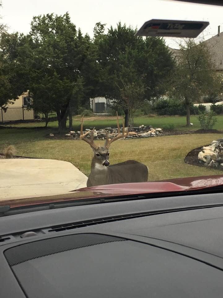 Pulled into the driveway to find this guy standing there. He didn’t want to move either.