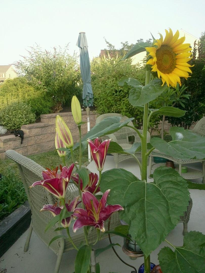 Look at my. flower