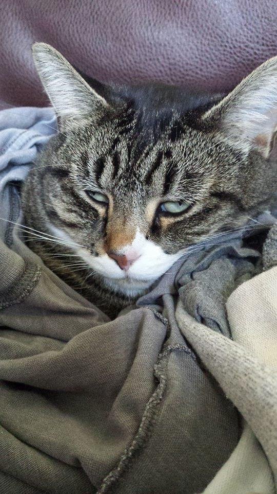 Milly is resting in my clean clothes . Busy morning two mice.