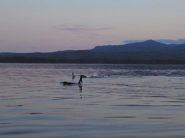 Killer Whale Pod