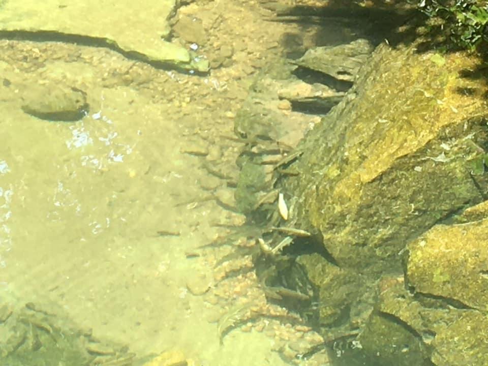 Wish I had my net..