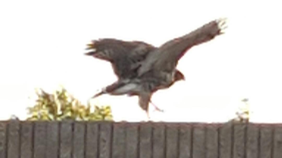 My hawk that visits my palm tree