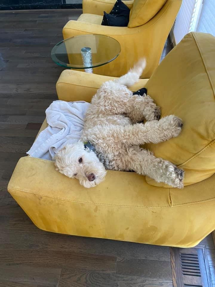 This is the daily yoga dog position.