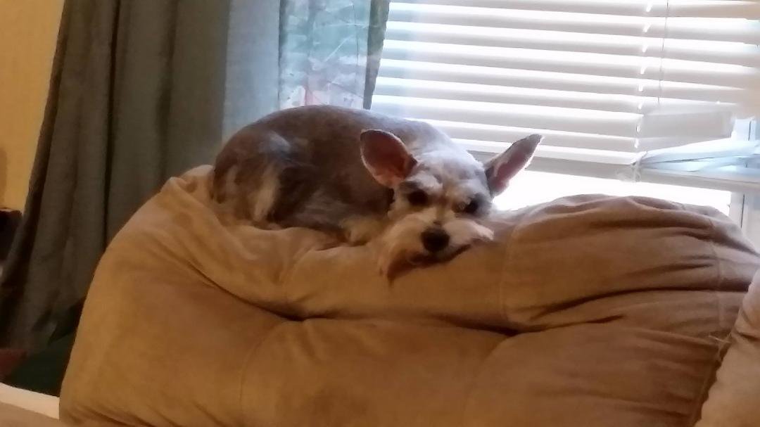 Pocket after she was  groomed