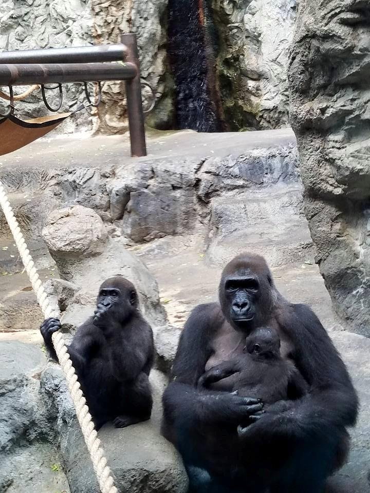 Great day @ the Buffalo Zoo. This little family of gorillas were posing for silly humans. I think they were actually laughing at us. Saying to each other look @ these stupid fools.😆🐒