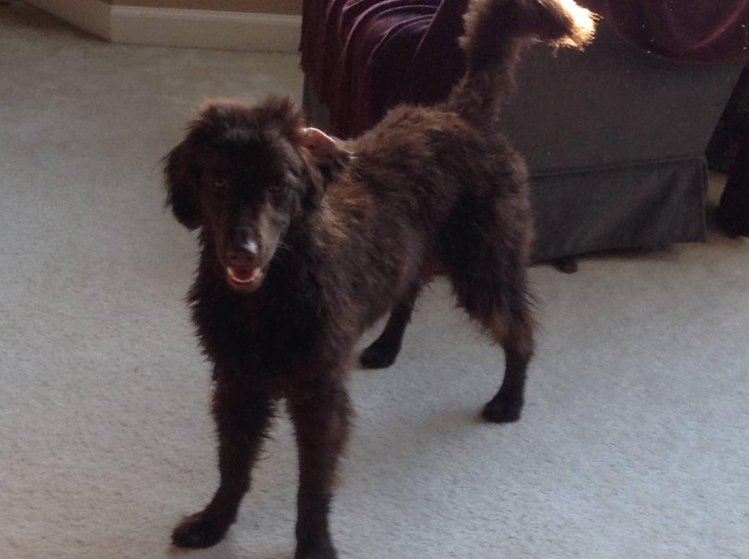 Loudon bath time= 1 fuzzy, but nutty puppy and I need a nap.