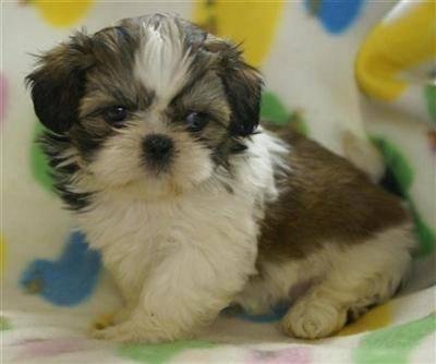 I am a puppy. Wait  till I grow up!!!