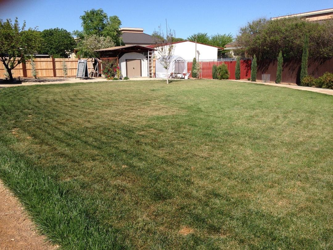 Enjoying the lawn while we have it, already showing some brown.