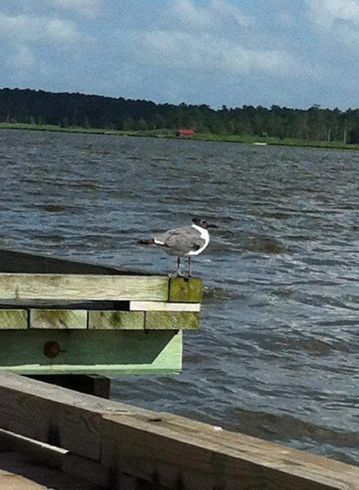 In the dock not having much luck with crabs but enjoying the sun and nice breeze