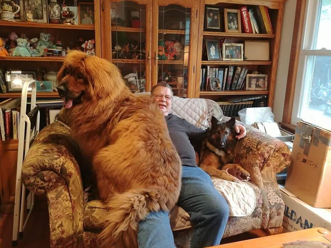 Just a lap dog