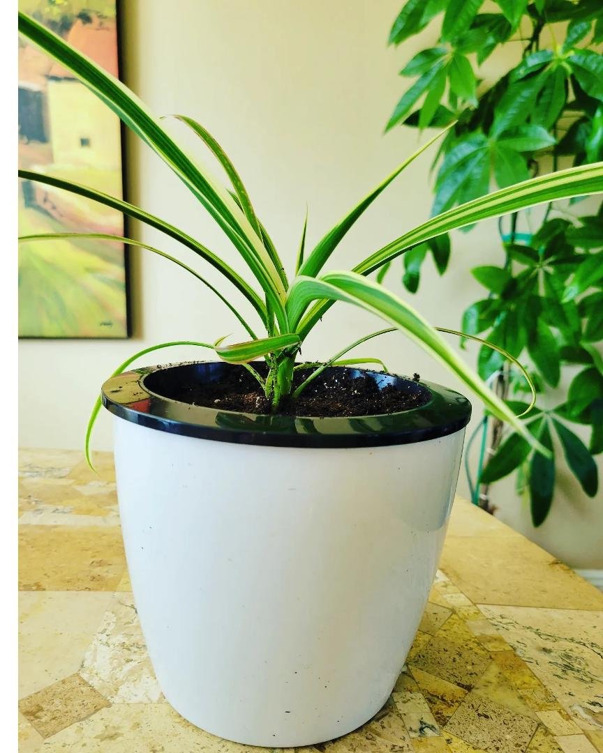 Spider plant propergated from another one of my plants.  I realize spider is one of the easiest,  but this one is truly doing well.  #spiderplant #propergated #plantladylife #plantsmakemehappy