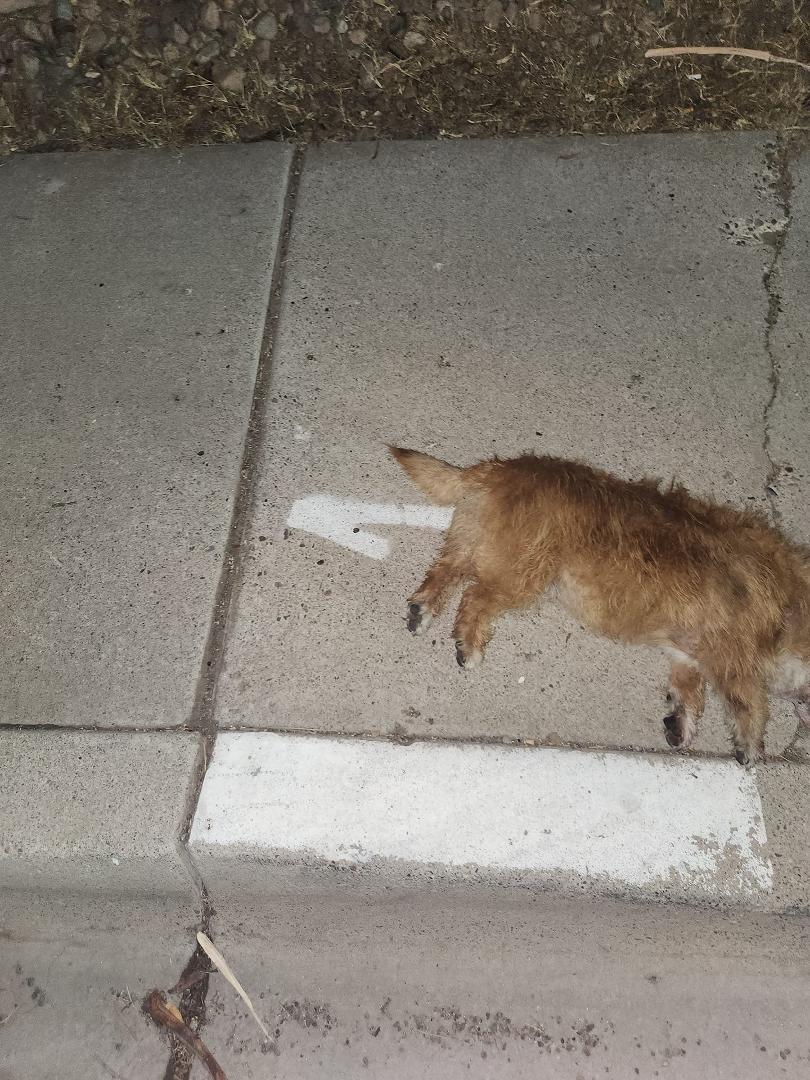 Must have bolted when it rained. 59th ave just north of Royal Palm Lane. Deceased. DEAD animal pickup called. Checked for chip and pulled out of the road. Sorry for your loss.