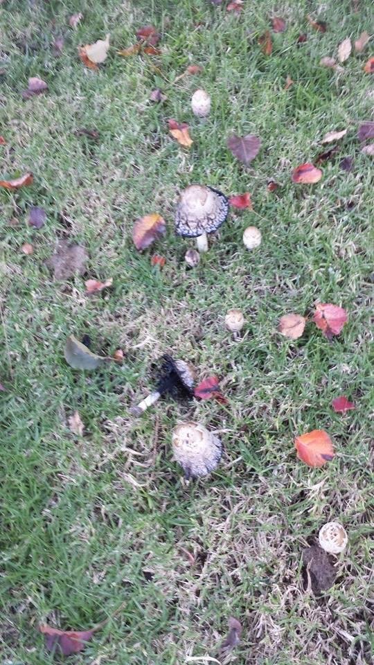 Here's a grove of them in the fallen leaves.
