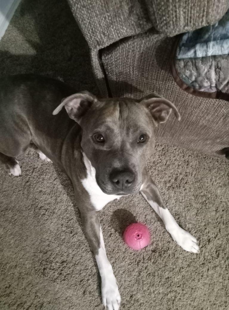 Well we swore we wouldn't do it again but meet Braydin....she's 4 a rescue and stole our hearts. Thanks to Boise Bully Breed Rescue for making this possible!