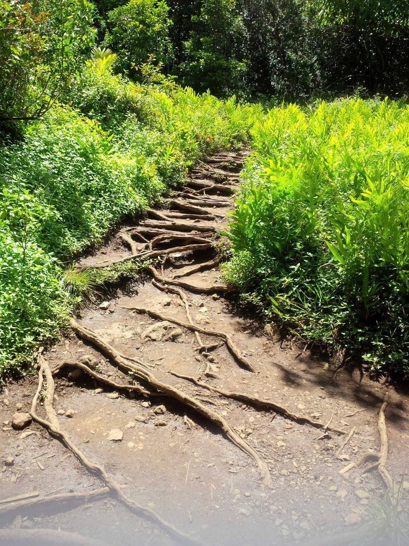 More of the trail...