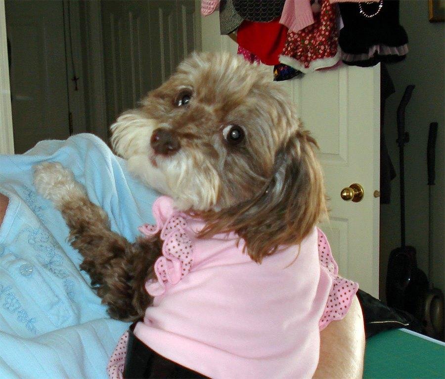 This is Molly she was a rescue dog and was 14 1/2 years old when she died