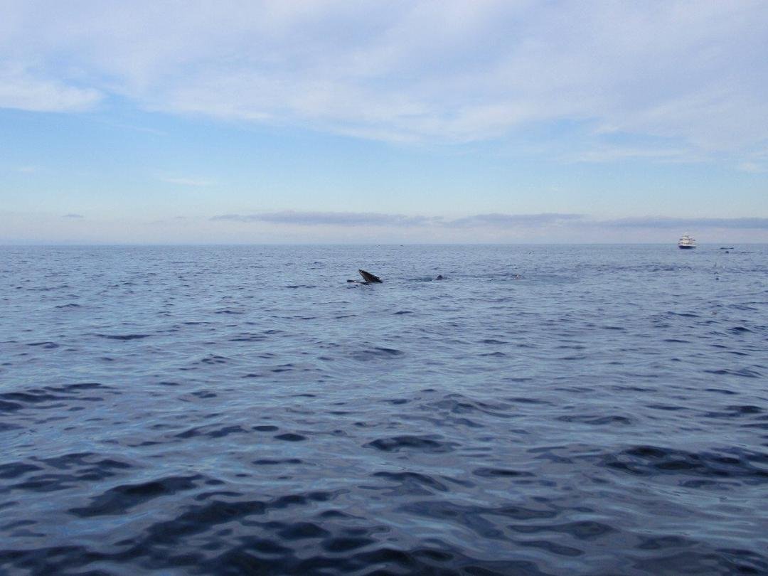 Humpback with mouth wide open.