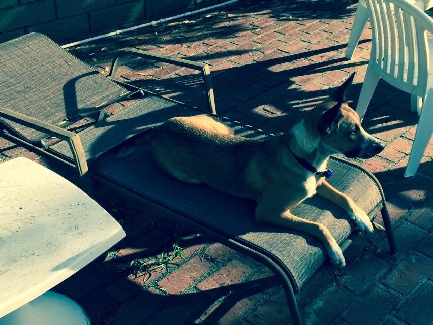 Kona at 11 months soaking up some sunshine....