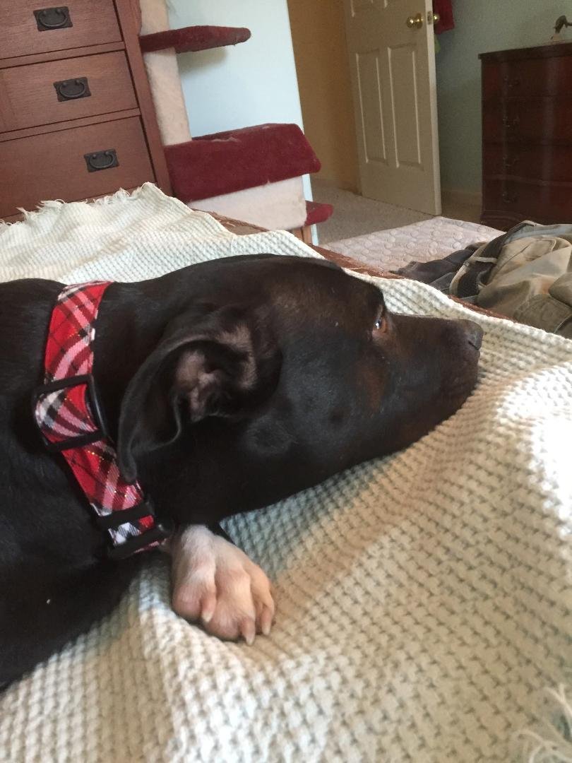Peachie. Has a new collar. She's helping me make the bed