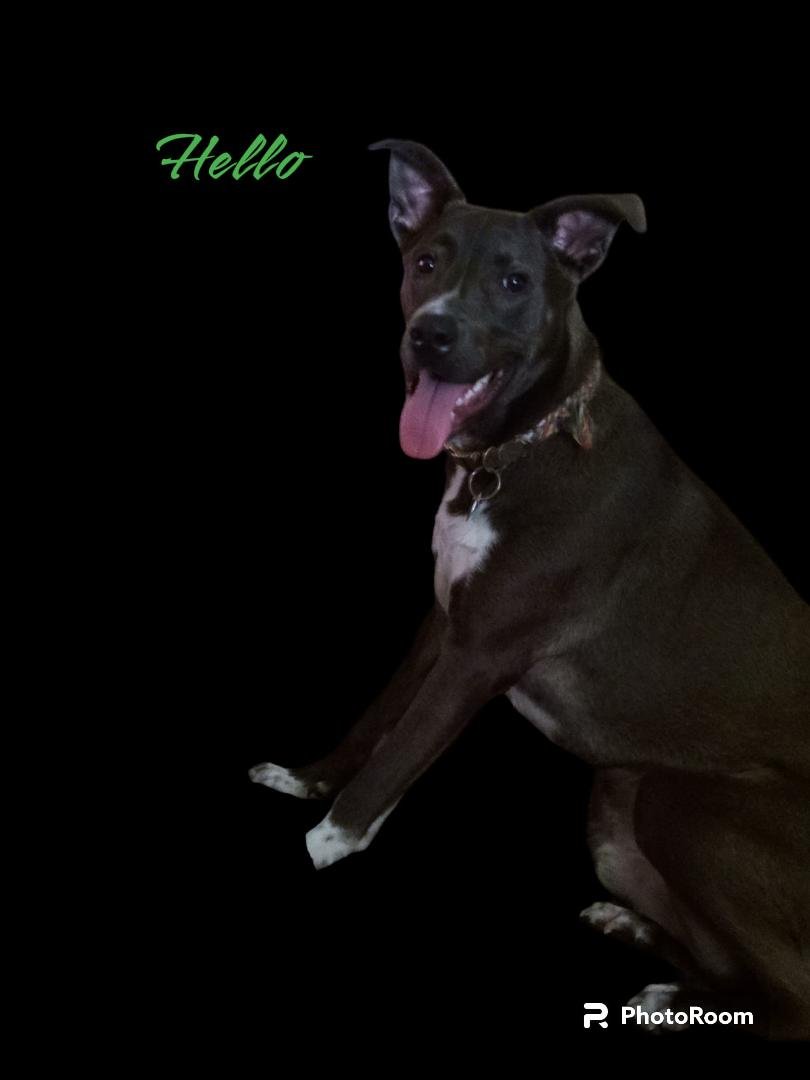 My best friend Shadow!