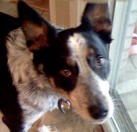 So after getting back surgery for a ruptured disc, and slowly starting the healing process, Hank’s stomach issues continued. He was in a lot of pain, weakness and discomfort. We continued trying to find what was causing his