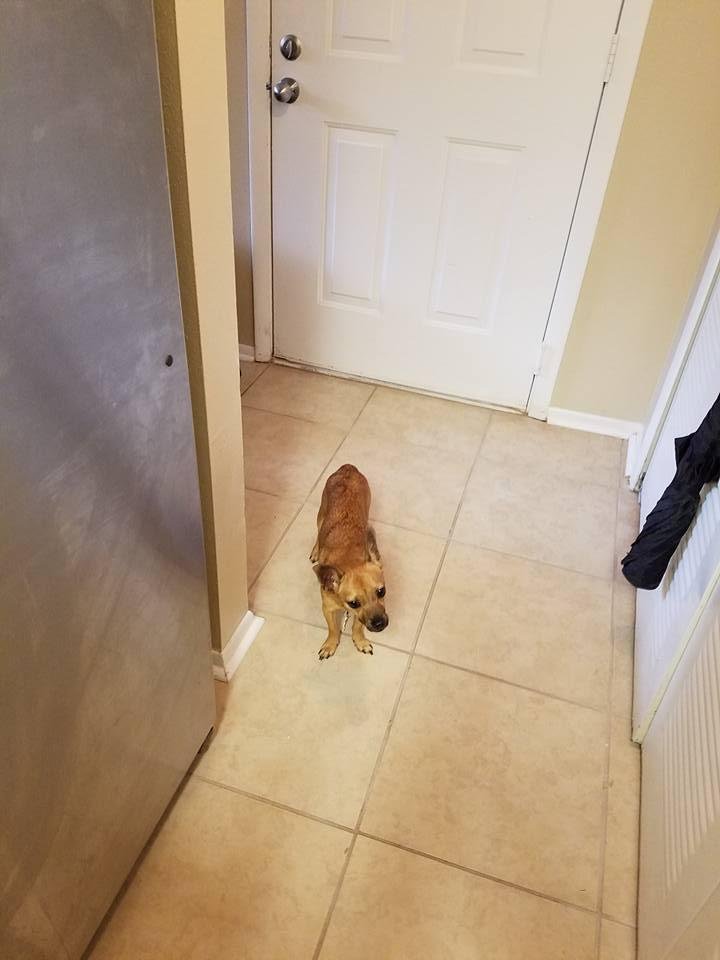 This is the newest member of my household/family, Little Red, adopted this morning from the Humane Society of Polk County, Florida.  He is a nine month old Chihuahua mix.  I think the major other component is red doxie,  ma