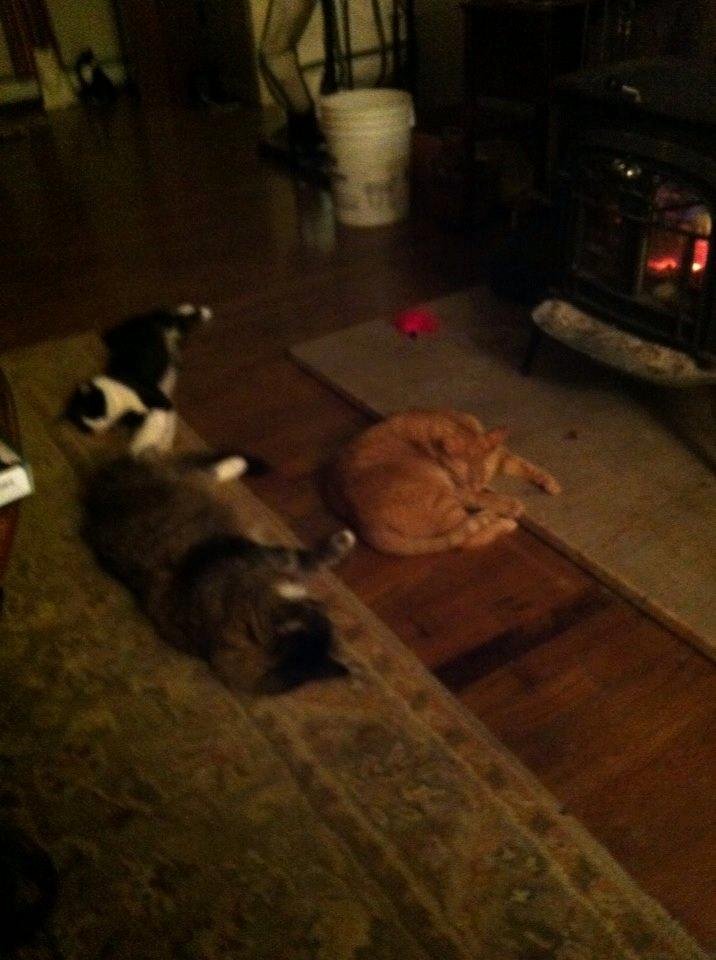 Forget 3 dog night it's a 3 cat night here! LOL