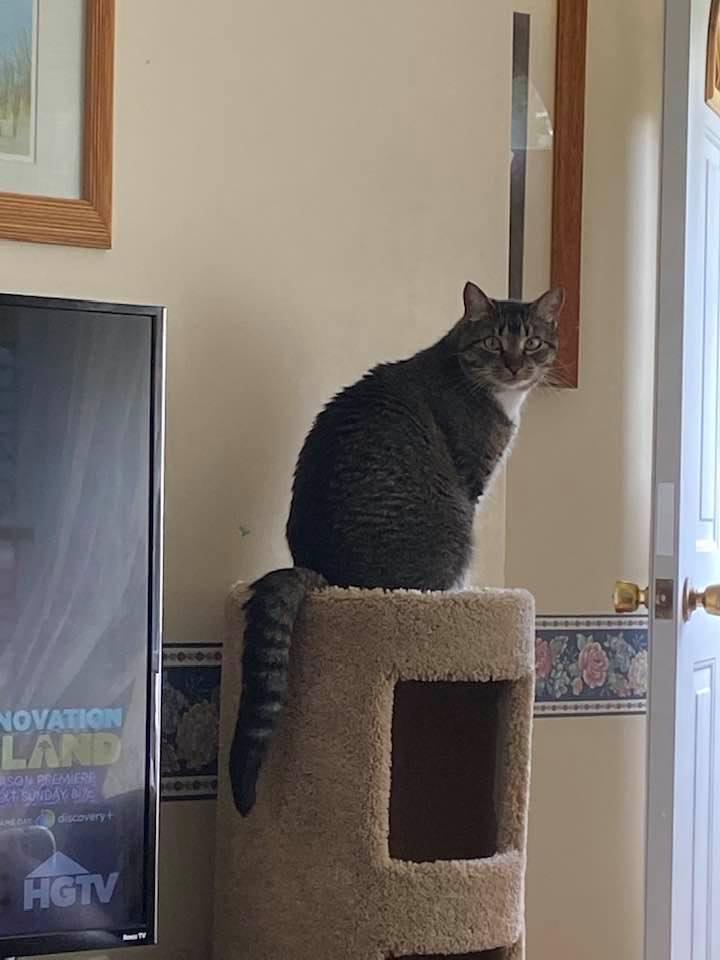 This is for my friends in Brick.  This is our cat Edward.  He has been missing since yesterday when brought him back into our house after we were away for a week.  He immediately hid behind our couch and no one has seen him