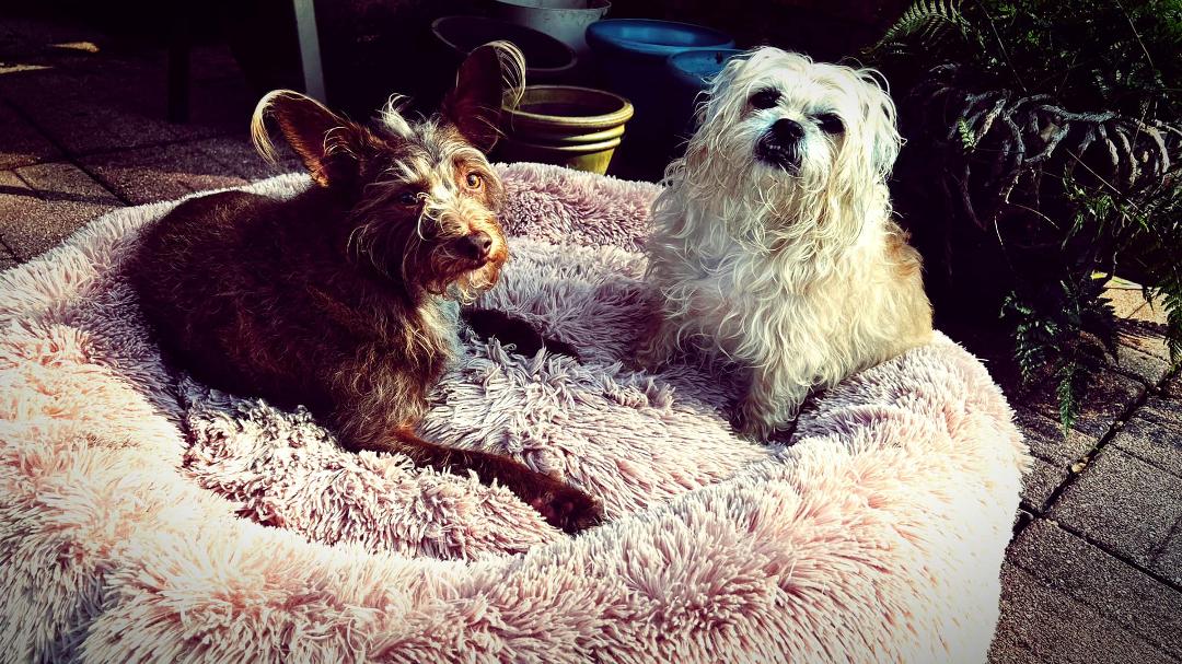 Pups are living the life out on the back patio