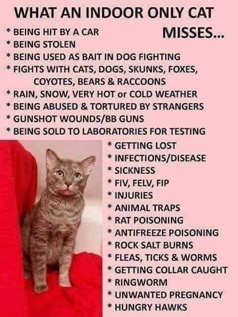 Why my cats are inside.