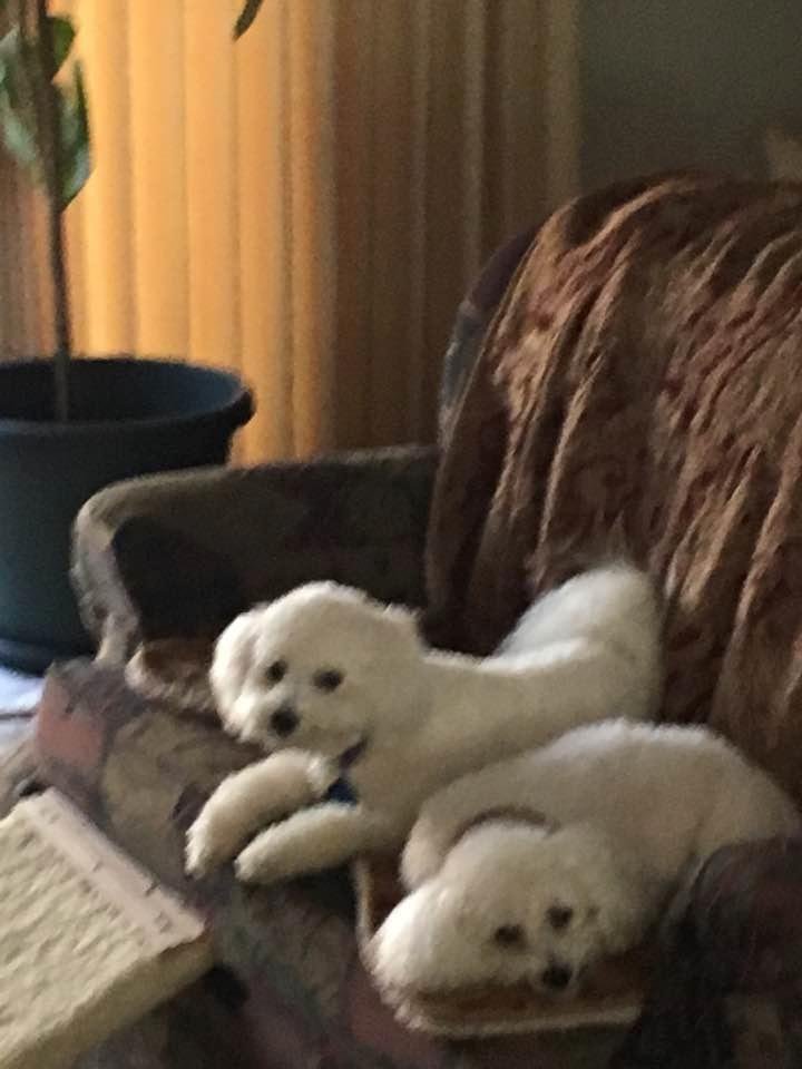 Romeo (18 mo) & Sunshine (11 yr)