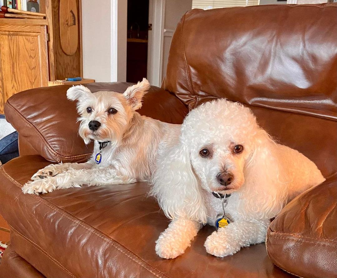 These dogs are smart. We frequently spell things like, food, eat, outside, treats, and, did you feed the girls? I think they may be learning to spell. Perhaps we need to use some synonyms.