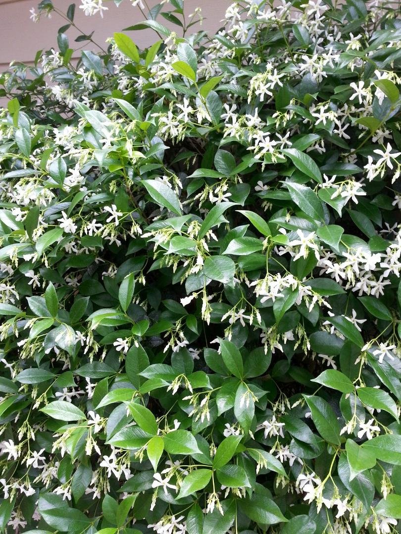 I wish there was a way to post the smell of this stuff.