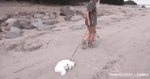 Tired of walking!